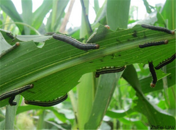 1500276129125073.jpg 二代粘蟲.jpg