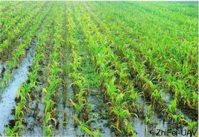 河北智飛極農無人機科技|一鳶科技|行業定制無人機 玉米澇害癥狀